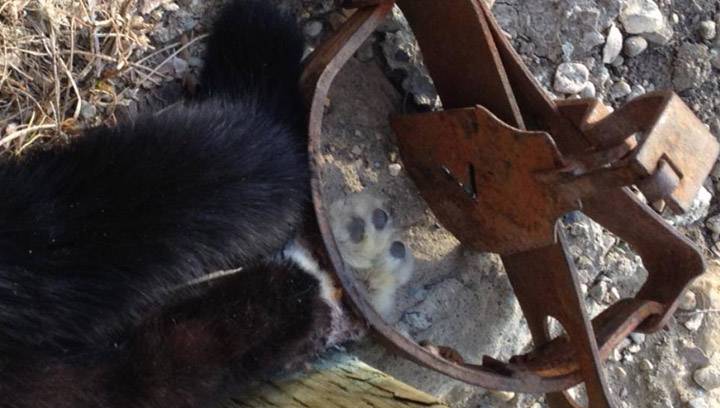 A cat was discovered in a Saskatoon neighborhood on Monday with its paw stuck in an illegal trap likely set out to capture coyotes.