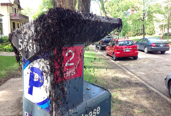 A parking meter on Edmonton Street in Winnipeg is covered by worms on Wednesday.