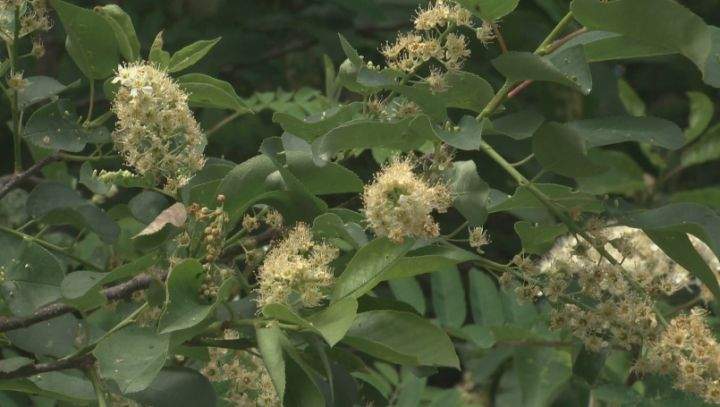 Chokecherry