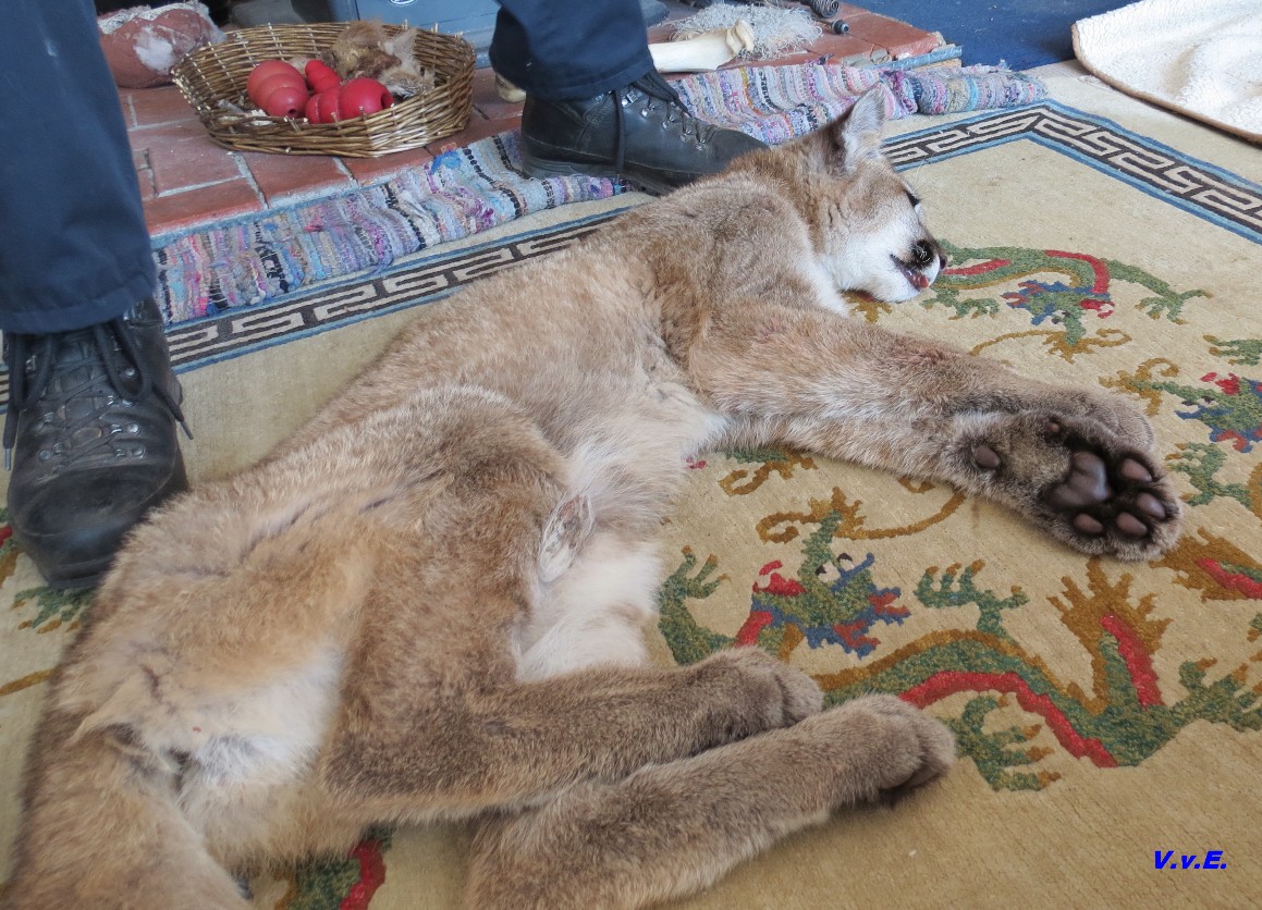 A young cougar found its way into an Okanagan home Wednesday. Conservation officers euthanized the animal. 