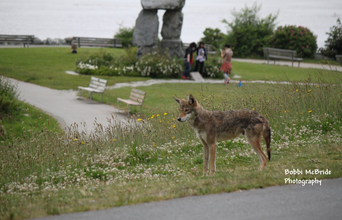 Coyote seen in English Bay.