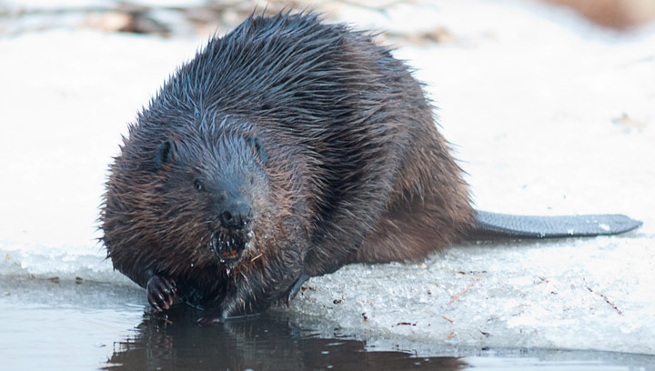 Beaver out for a swim in a public park in the borough of Lasalle in Montreal. RCMP put down beaver found walking on a Watrous, Sask. street with multiple injuries and charged man under Wildlife Regulations Act.