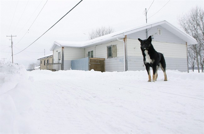Laws could reduce stray dog problems on First Nations: conference - image