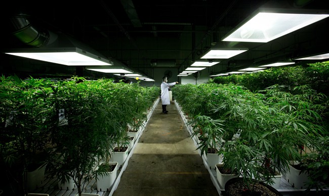 MediJean cannabis plant care technician Misad Shazi sprays water on marijuana plants growing at the medical marijuana facility in Richmond, B.C., on Friday March 21, 2014.