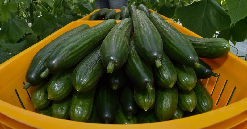 A Toronto man has been accused of an indecent act involving a cucumber a Scarborough library.