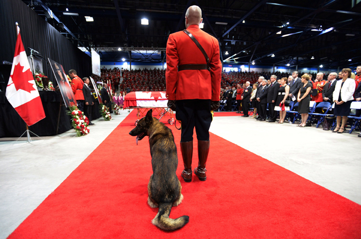Danny, the canine partner of slain RCMP Const. Dave Ross, looks around at the start of the RCMP regimental funeral for three slain officers on Tuesday, June 10, 2014 in Moncton, N.B.