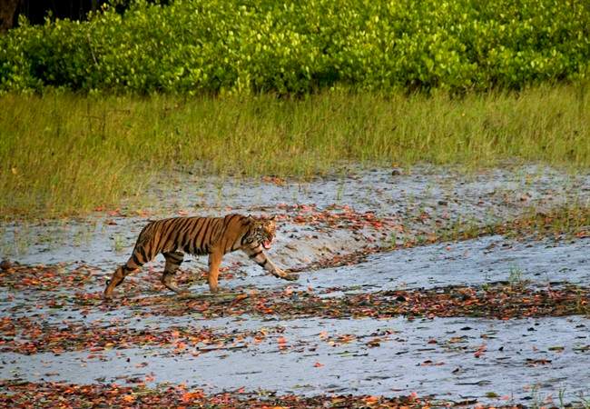 Tigers have been threatened in India due to poaching and deforestation.