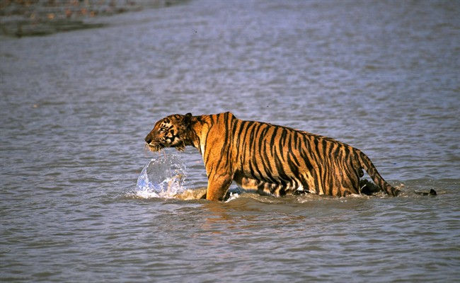 In this Saturday, April 26, 2014, photo, a Royal Bengal tiger prowls in Sunderbans, at the Sunderban delta, about 130 kilometers south of Calcutta, India. 