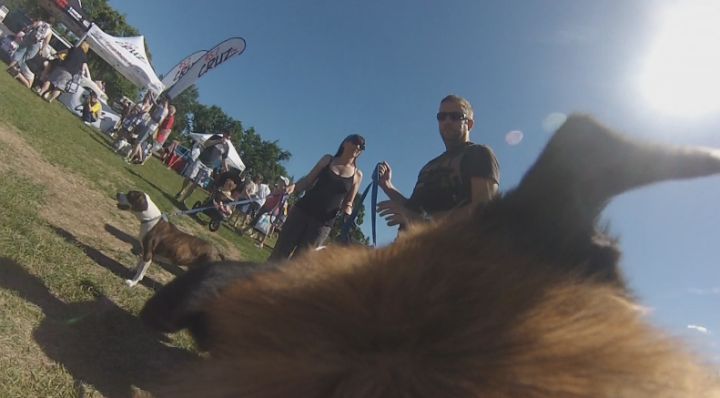 Pets in the Park from Griffin's perspective.