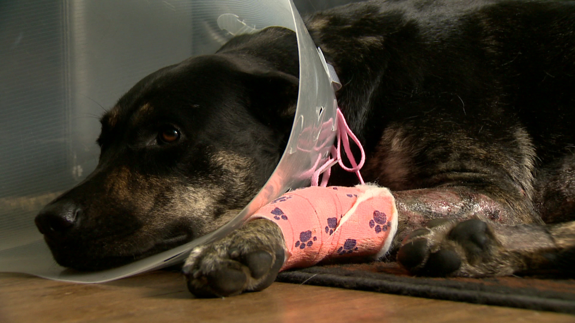 Calgary dog recovering after being hit by car that didn’t stop ...