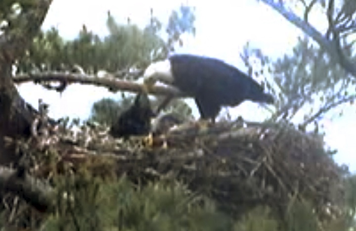 This still image from streaming online video provided by Biodiversity Research Institute shows an adult bald eagle, center, feeding a young eaglet Wednesday afternoon, June 25, 2014 in a nest at an undisclosed location along coastal Maine. 