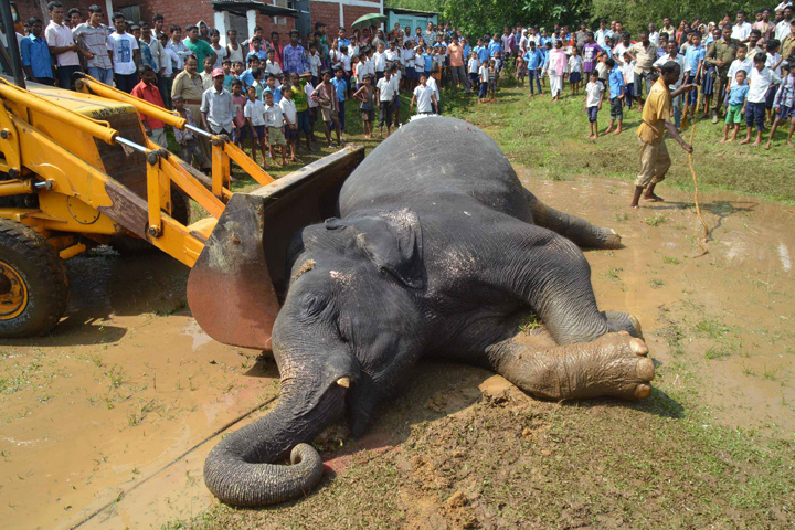 An excavator removes the carcass of an elephant after it was killed by poachers at Kothalguri village, in Nagaon district in the northeastern state of Assam on September 25, 2013. 