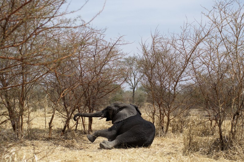 A collared elephant, darted at the Zakouma National Park on February 23, 2014 during a collaring operation aimed at preserving elephants in the park, gets up after the effect of the drug has evaporated. Once sedated the elephant is fitted with a radio collar that will in the future relay its position, increasing the chances to protect him against poachers. AFP PHOTO/MARCO LONGARI.
