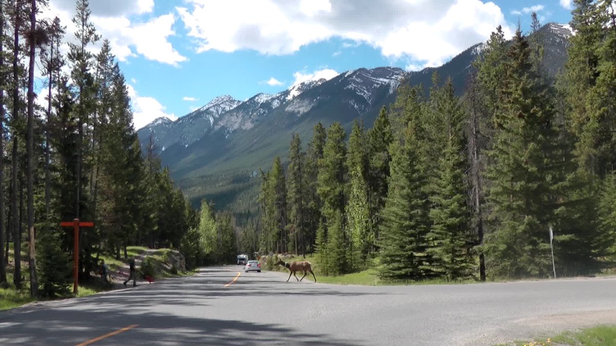 Banff Park officials warn the public about aggressive elk - image