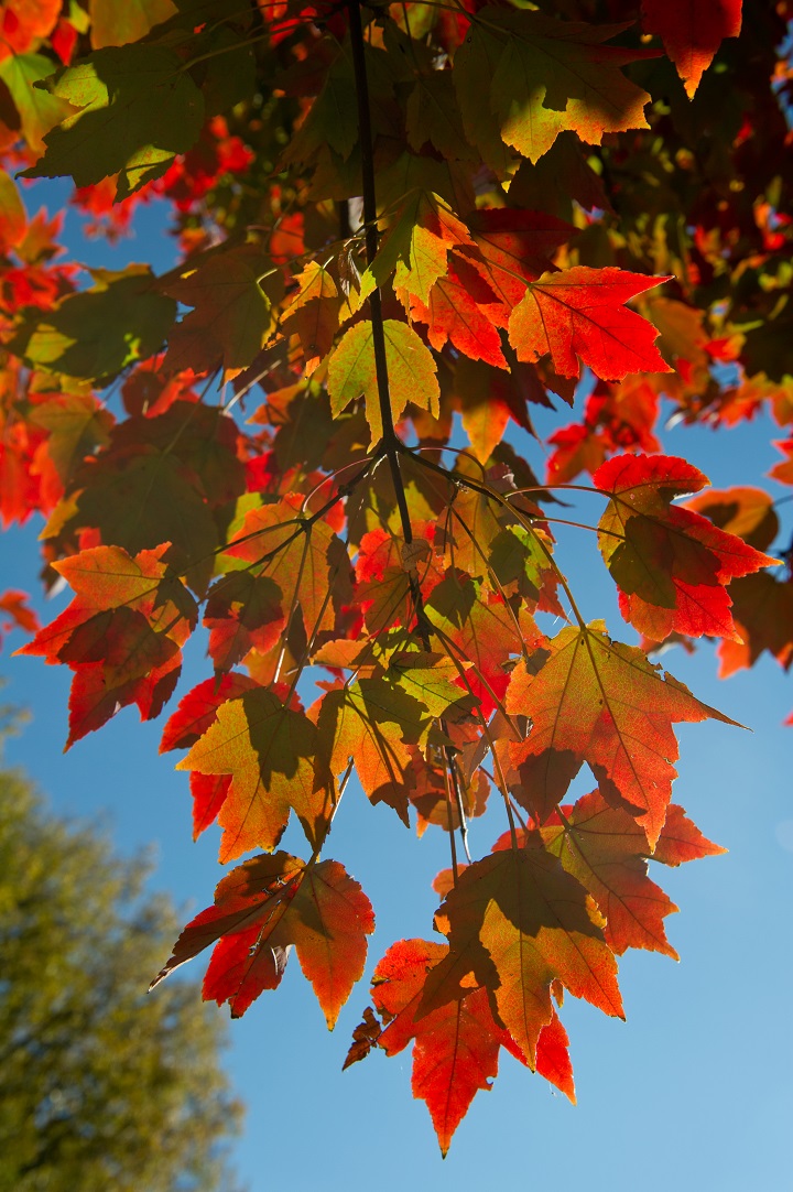 Colourful leaves are seen on a maple tree.