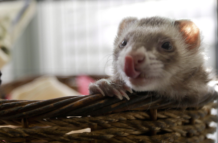 For 15 years, ferrets in New York City have been living in the shadows, outlawed under Mayor Rudolph Giuliani, who famously told a ferret fancier that "this excessive concern with little weasels is a sickness."
.