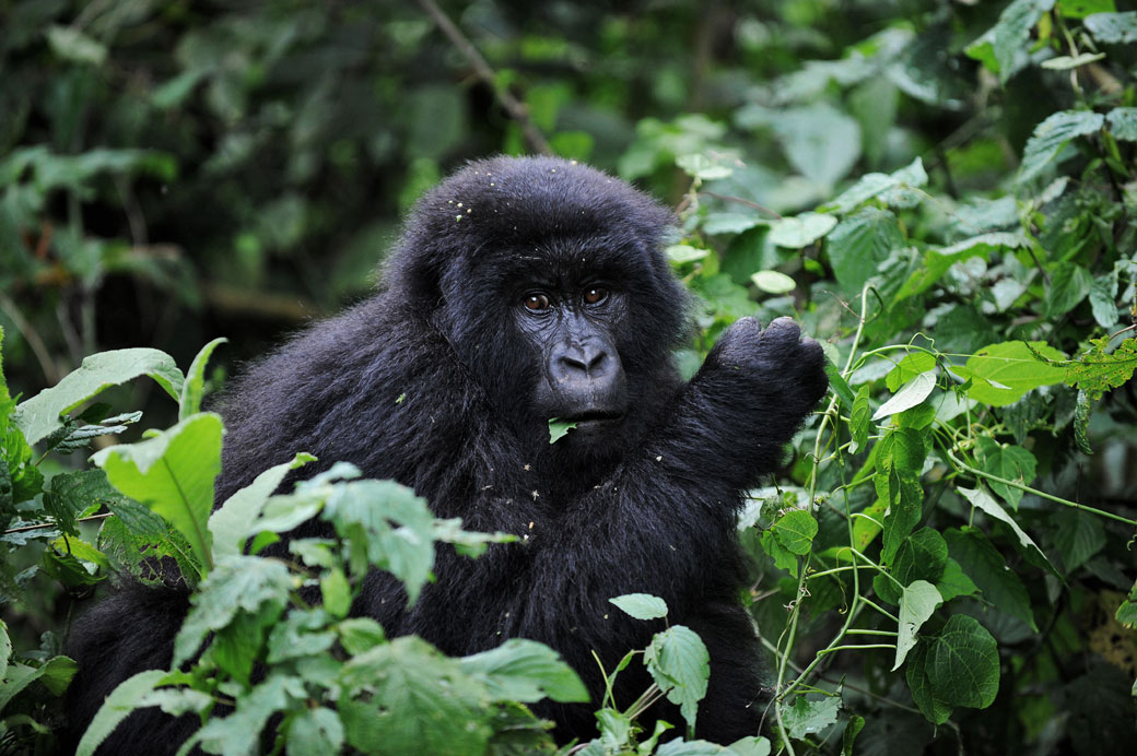 A juvenile mountain gorilla looks on while feeding on leaves on the slopes of Mount Mikeno in the Virunga National Park.