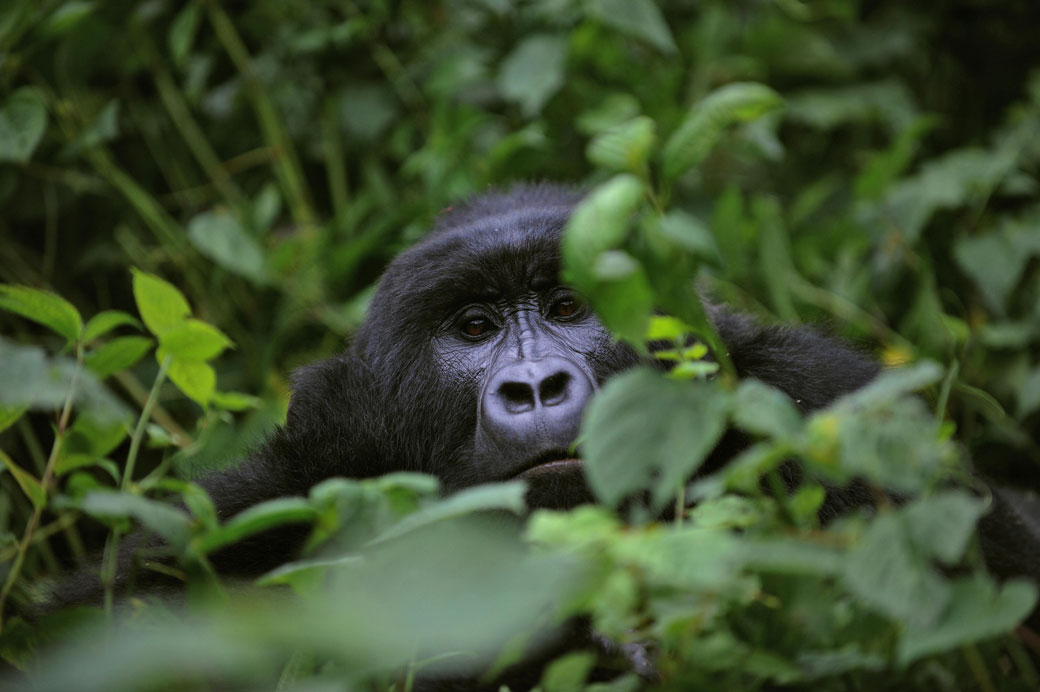 A gorilla looks on while relaxing in a clearing on the slopes of Mount Mikeno in the Virunga National Park.