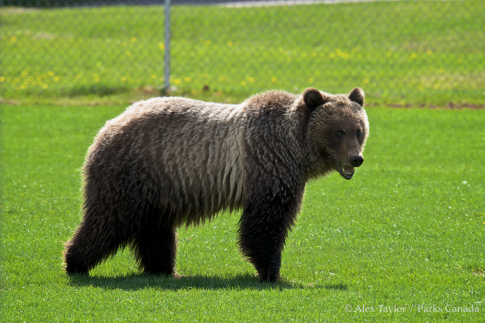 A grizzly bear is seen near the Cave and Basin National Historic Site in Banff National Park.