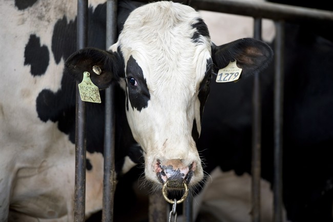 A dairy cow with a nose ring is shown at the Kooyman family dairy farm in Chilliwack, B.C., Tuesday, June, 10, 2014. The animal rights group Mercy for Animals Canada released a undercover video earlier that showed the cows being beaten and mistreated at the farm. THE CANADIAN PRESS/Jonathan Hayward.