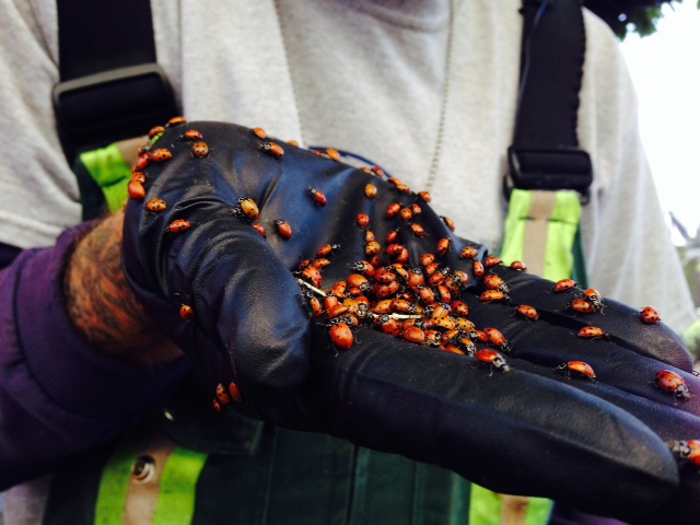 Thousands of ladybugs come to the aid of city workers in Victoria - image