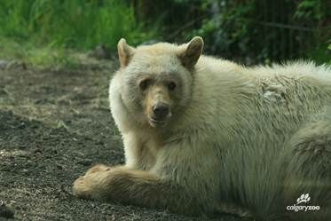 Manuka is a white black bear at the Calgary Zoo.