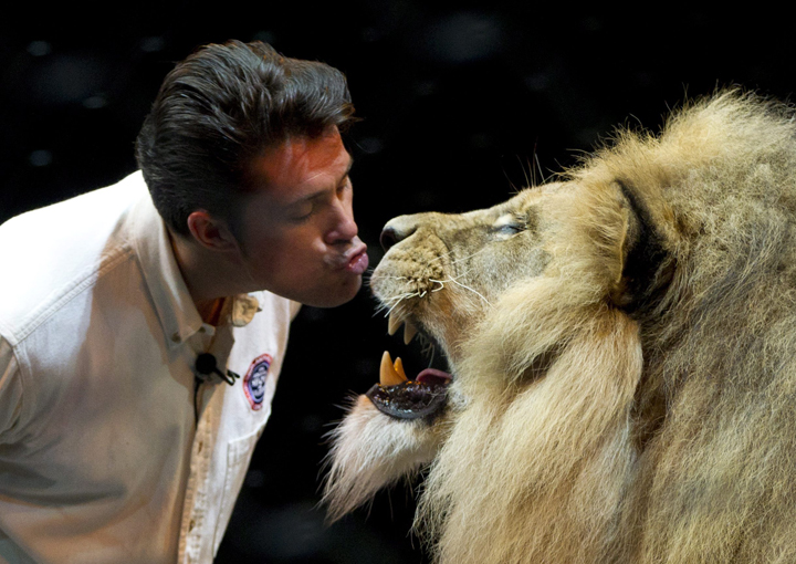 In this May 28, 2013 photo, British trainer Alexander Lacey performs with his lion Masai on stage during training for the show "Dragons" by the Ringling Bros. and Barnum & Bailey Circus in Mexico City.