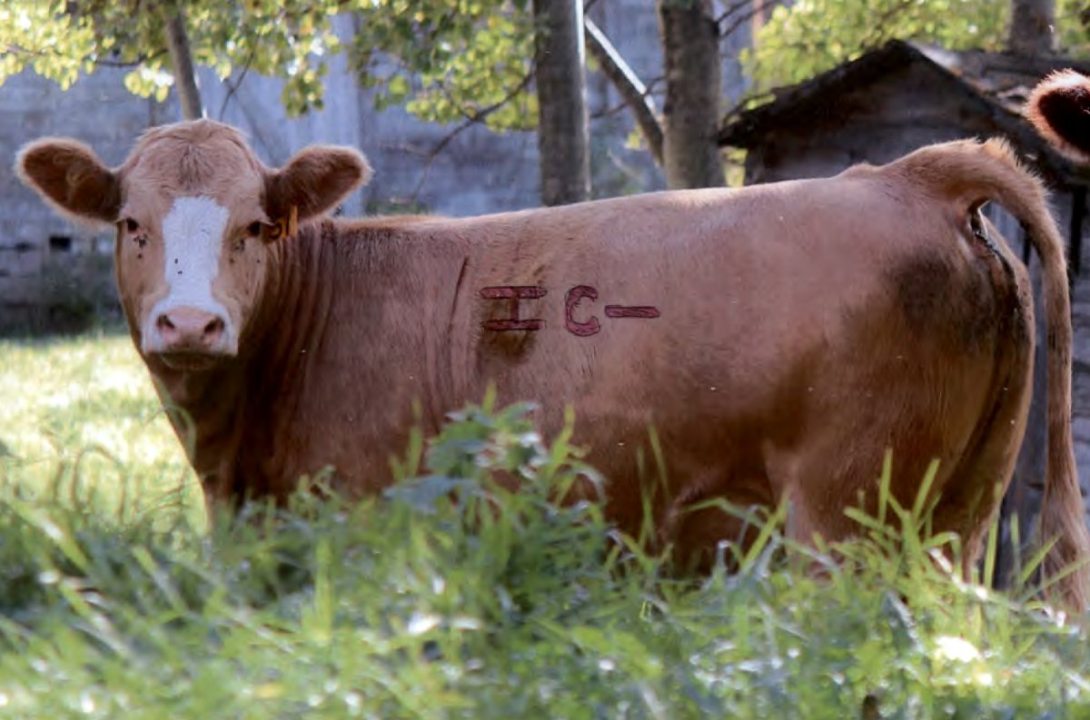 The Alberta RCMP Livestock Investigation Unit was searching for 59 cows believed to have been stolen. The investigation later revealed the a clerical error was to blame. June 12, 2014.