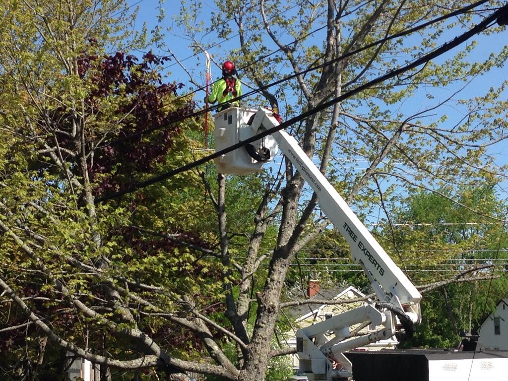 New Brunswick Power tree trimming.