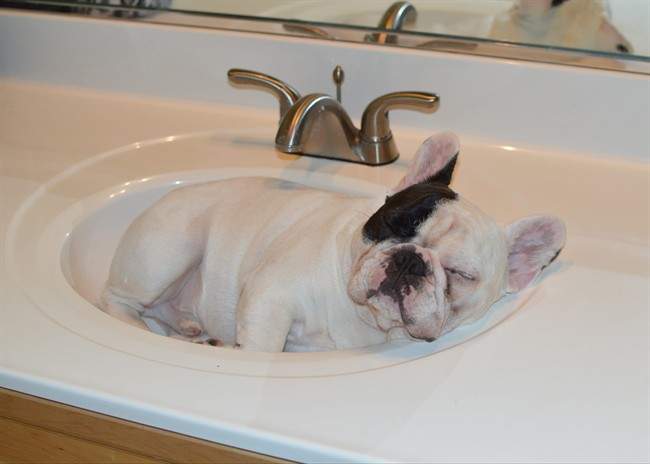 Manny the Frenchie, a male French bulldog