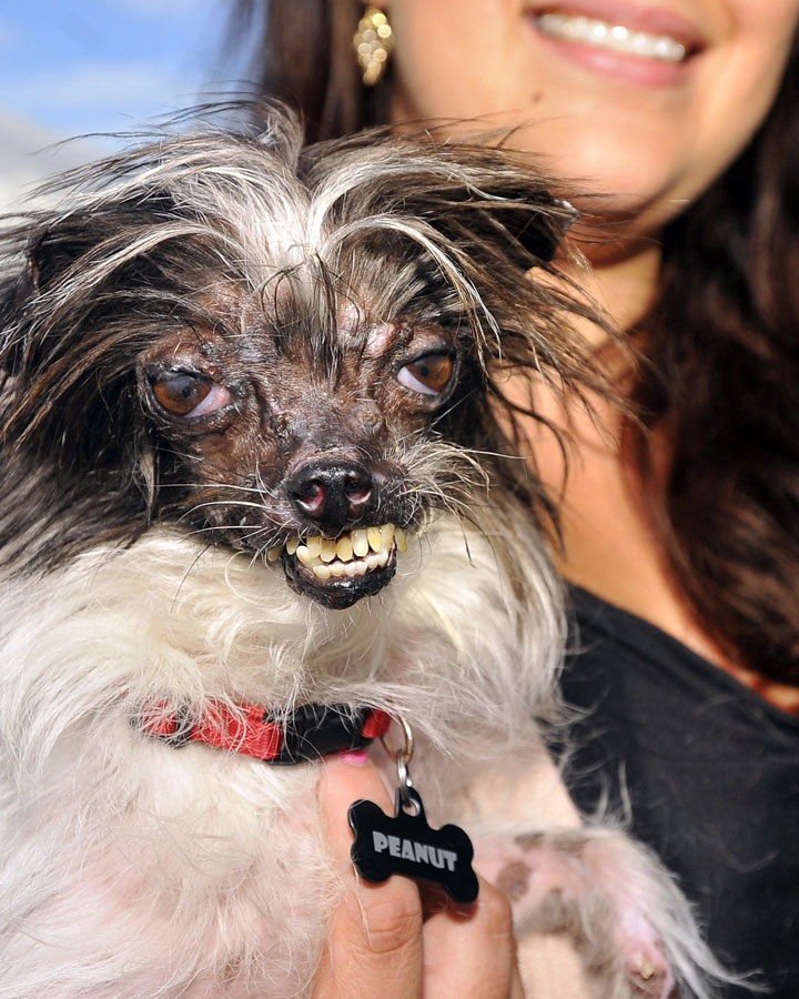 top 5 ugliest dogs