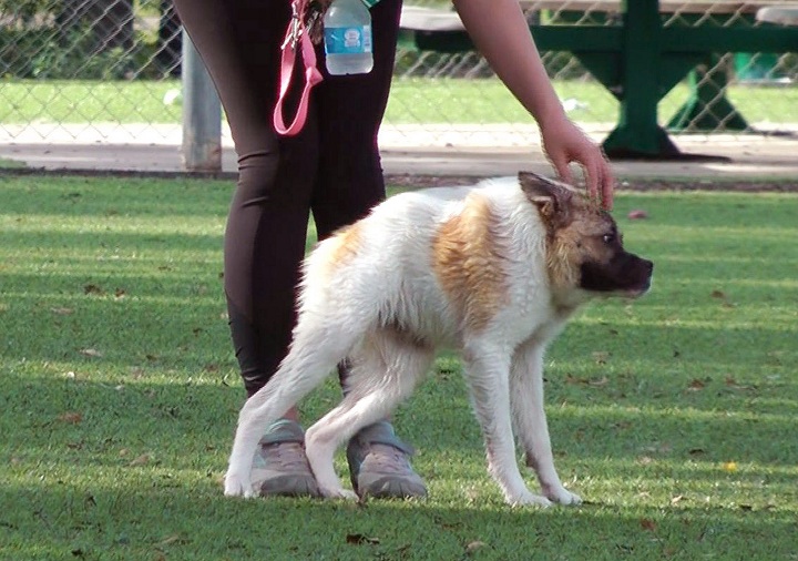 Pig runs and plays with other animals despite having a shortened spine, misshapen hips and no neck. She hops like a frog to stand up and walks with a high-shouldered gait that resembles a gorilla.