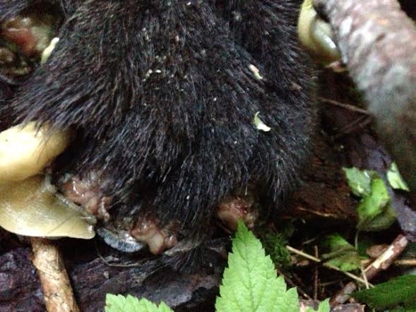 The carcass of a poached black bear, E. Archer.