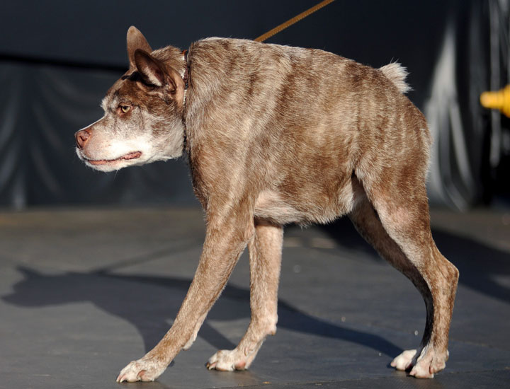 Meet Peanut, World’s Ugliest Dog 2014 - National | Globalnews.ca