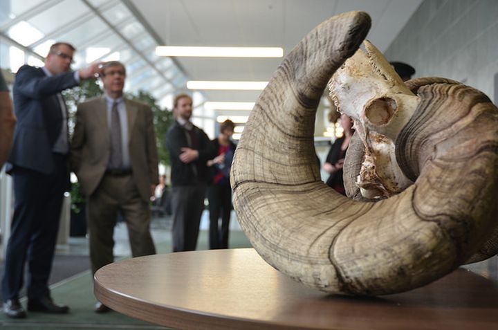A massive set of ram horns, which were found near Hinton, Alberta earlier this spring, have missed hitting world record status by mere inches. 
