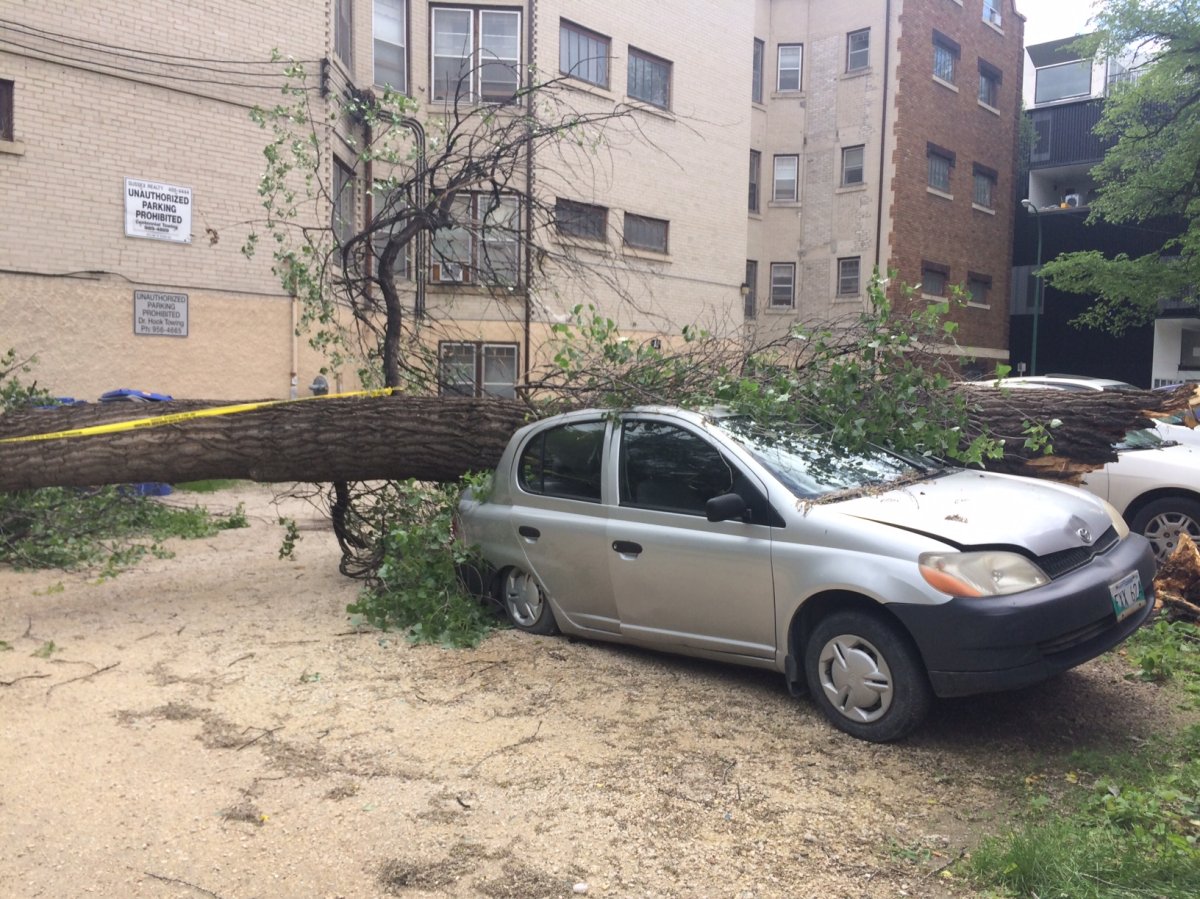 High winds in Winnipeg on June 29, 2014 caused this tree to fall on a car on River Avenue.