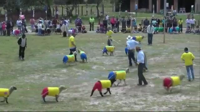 WATCH: Soccer rivals take to the pitch in Sheep World Cup - National ...