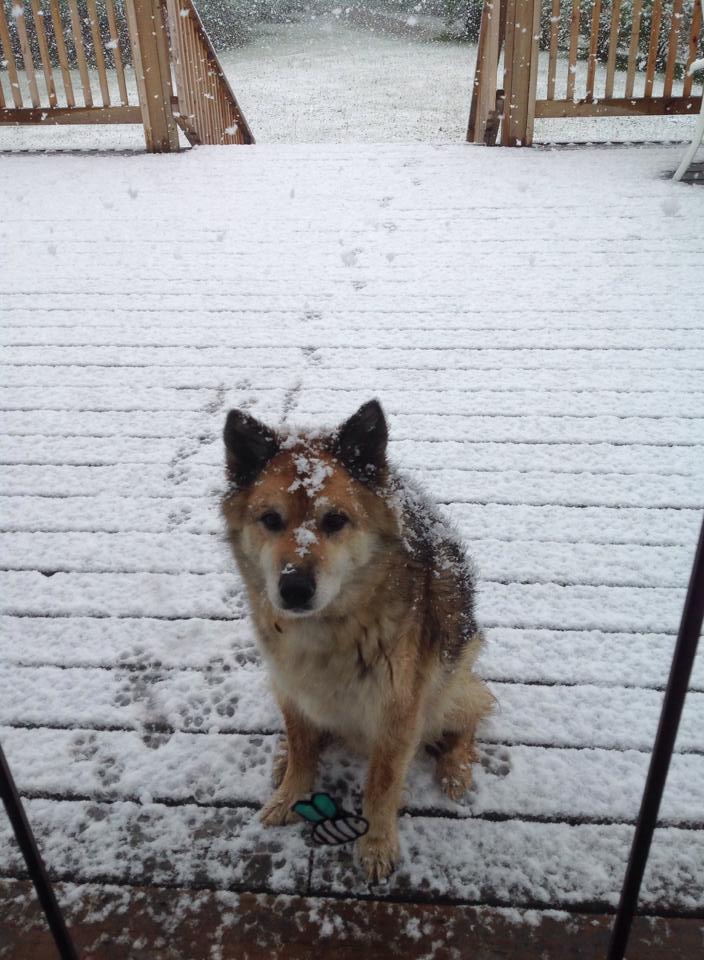 Snow hits communities in north-eastern B.C. - image