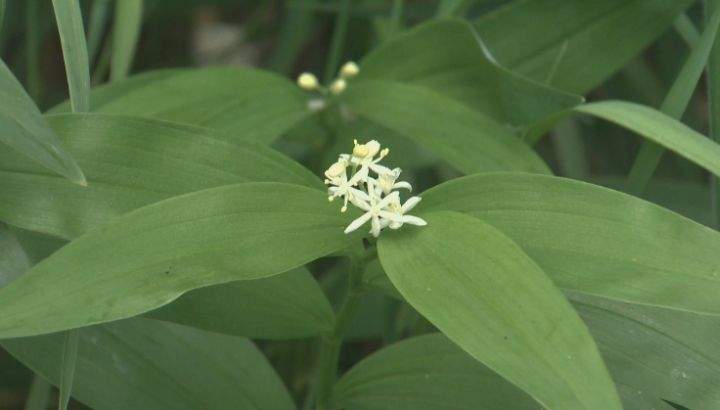 Star-flowered solomon's seal