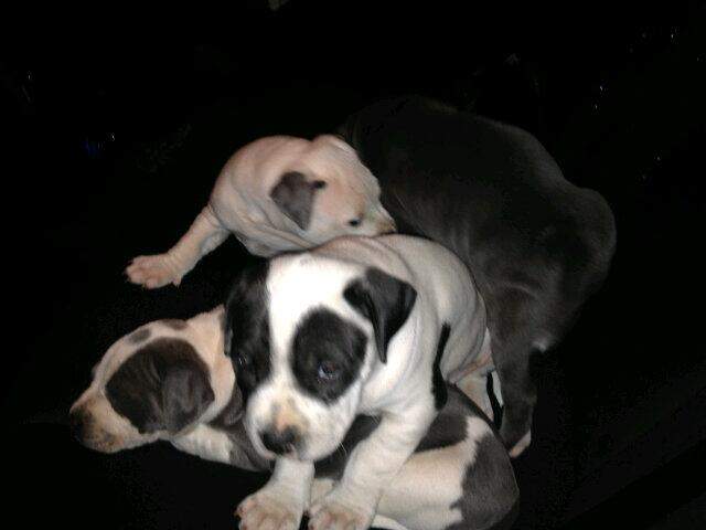 The puppies were safely returned to their owners.