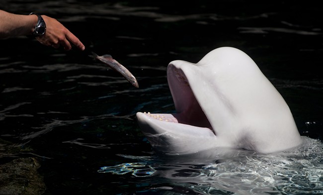 Beluga whale Aurora catches a fish thrown by a trainer while being fed at the Vancouver Aquarium in Vancouver, B.C., on Wednesday June 25, 2014. 
