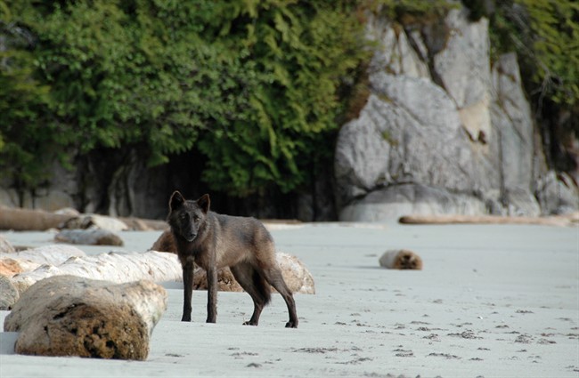 Island wolves prefer laid-back lifestyle - image