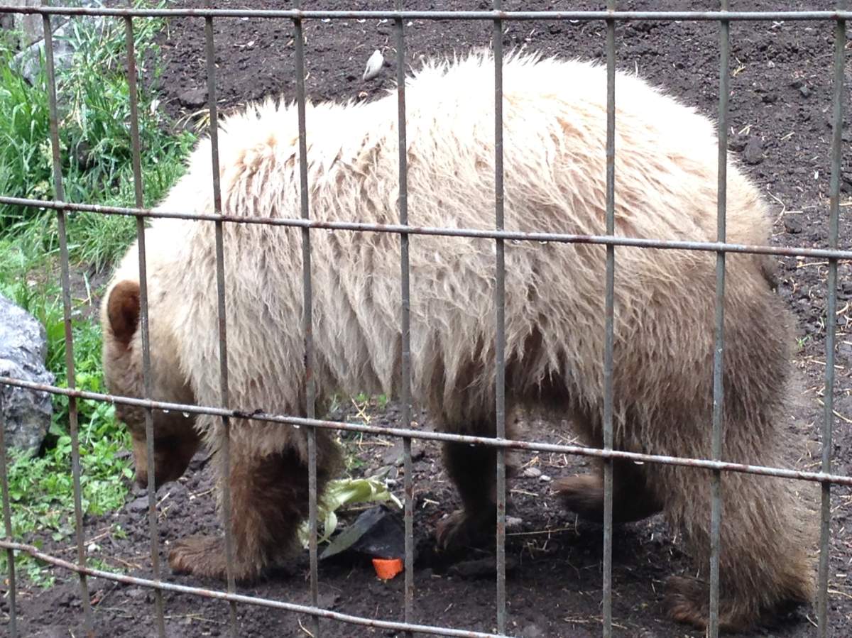 A white black bear at the Calgary Zoo.