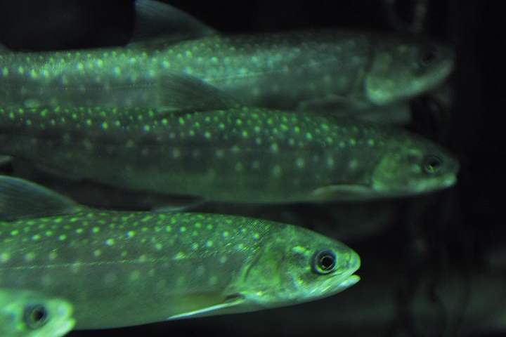 Arctic Chars are seen at the Aquarium of