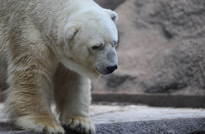 Arturo polar bear Mendoza Zoo Argentina