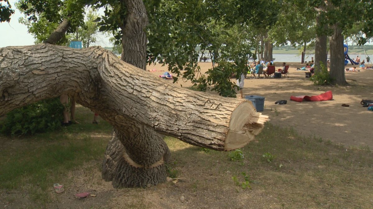 Regina Beach residents stand between trees and chainsaws - image