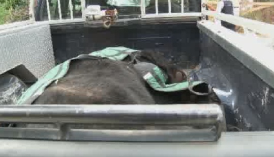 The bear taken away by conservation officers.