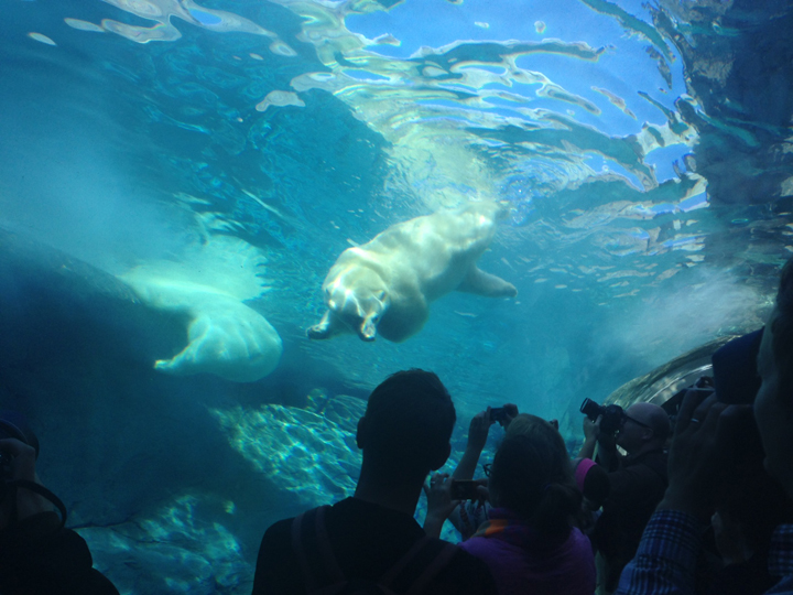 The Assiniboine Park Zoo has thanked a local family for a massive donation by renaming the conservation centre, Leatherdale International Polar Bear Conservation Centre.