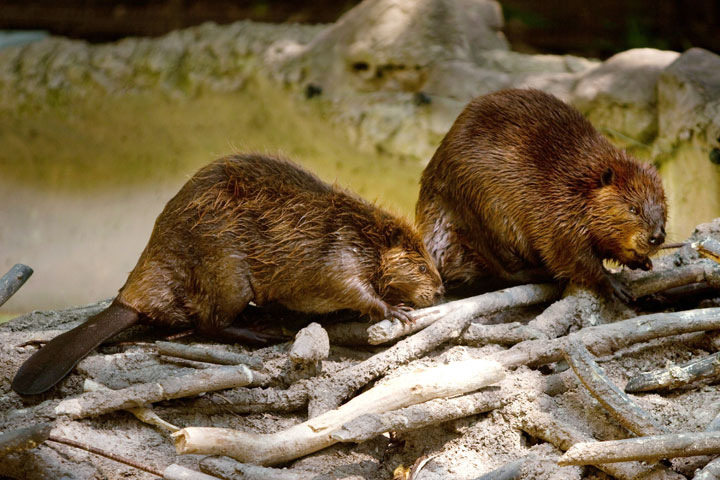 Two North American beavers check out a man-made beaver dam in the new beaver enclosure during a sneak peak of the new American Trail at the Smithsonian National Zoo August 29, 2012 in Washington, D.C. (Neither is the beaver that caused the tree to fall.).