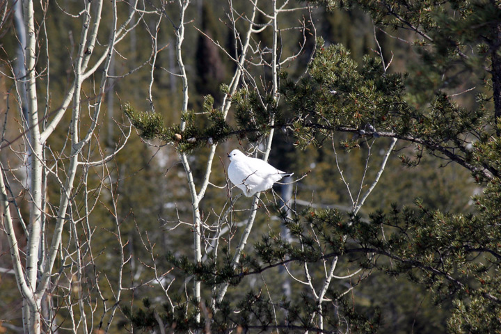 A Lagopus bird sits on a tree branch in Canada’s Broadback Valley, one of the last remaining virgin boreal forest of Quebec, on March 13, 2014.